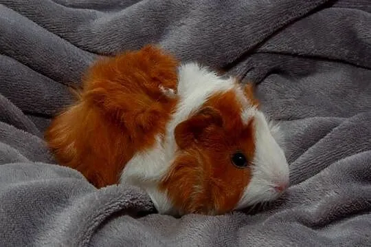 świnka morska cavia domowa  SAMIEC, Małopolskie, Koszyce Wielkie