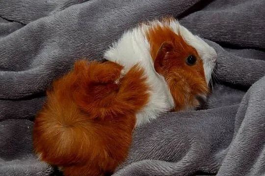 świnka morska cavia domowa  SAMIEC, Małopolskie, Koszyce Wielkie