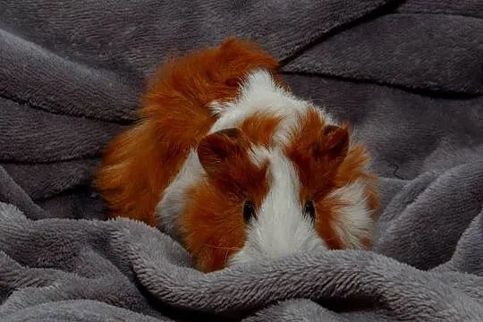 świnka morska cavia domowa  SAMIEC, Małopolskie, Koszyce Wielkie