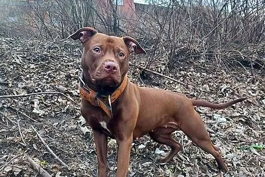 American Pit Bull Terrier ADBA Zapowiedź 2026/2027