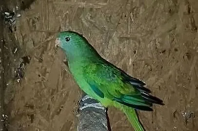 Sprzedam Barabanda samica