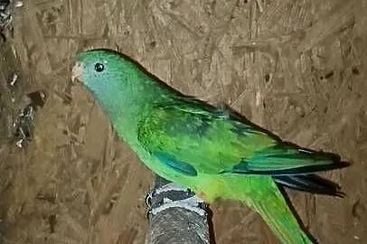 Sprzedam Barabanda samica, Śląskie, Rybnik