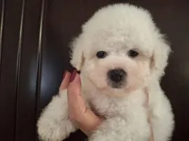 Bichon Frise Piękne zarejestrowane szczenięta na sprzedaż