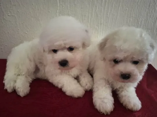 Bichon Frise Piękne zarejestrowane szczenięta na sprzedaż, Mazowieckie, Warszawa