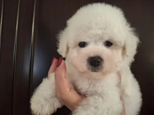 Bichon Frise Piękne zarejestrowane szczenięta na sprzedaż, Mazowieckie, Warszawa