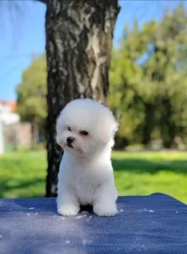 Bichon Frise Piękne zarejestrowane szczenięta na sprzedaż, Mazowieckie, Warszawa