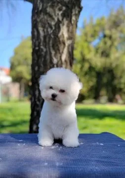 Bichon Frise Piękne zarejestrowane szczenięta na sprzedaż, Mazowieckie, Warszawa
