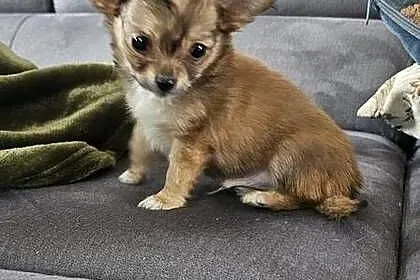 Chihuahua, Wielkopolskie, Bogusławice