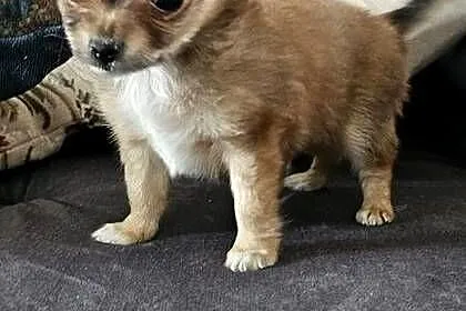 Chihuahua, Wielkopolskie, Bogusławice