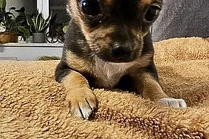 Chihuahua, Wielkopolskie, Bogusławice
