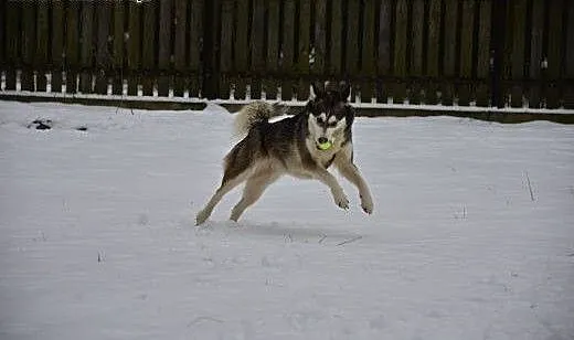 Alaska- z nią każdy dzień będzie radosny, Husky c