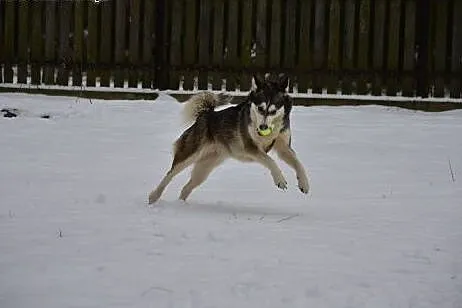 Alaska- z nią każdy dzień będzie radosny, Husky cała Polska