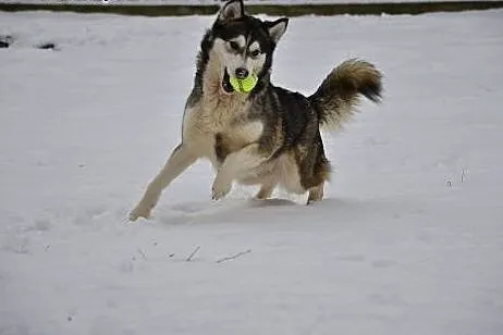 Alaska- z nią każdy dzień będzie radosny,  Husky c