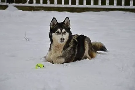 Alaska- z nią każdy dzień będzie radosny,  Husky c