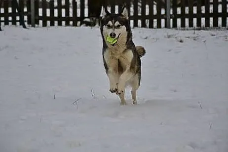 Alaska- z nią każdy dzień będzie radosny,  Husky c