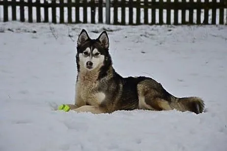 Alaska- z nią każdy dzień będzie radosny,  Husky c