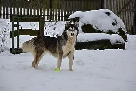 Alaska- z nią każdy dzień będzie radosny,  Husky c