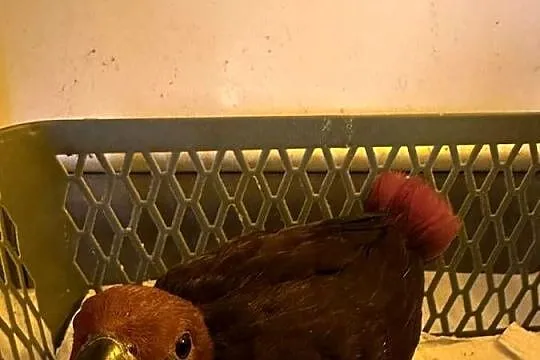 Lora wielka/Barwnica zwyczajna/Eclectus roratus