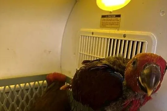Lora wielka/Barwnica zwyczajna/Eclectus roratus, Śląskie, Pszczyna