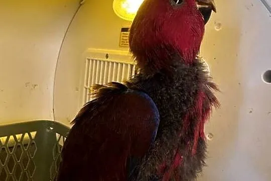 Lora wielka/Barwnica zwyczajna/Eclectus roratus, Śląskie, Pszczyna