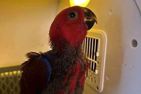Lora wielka/Barwnica zwyczajna/Eclectus roratus, Śląskie, Pszczyna