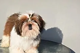 Pies Shih Tzu piękny szczeniak IMPERIAL