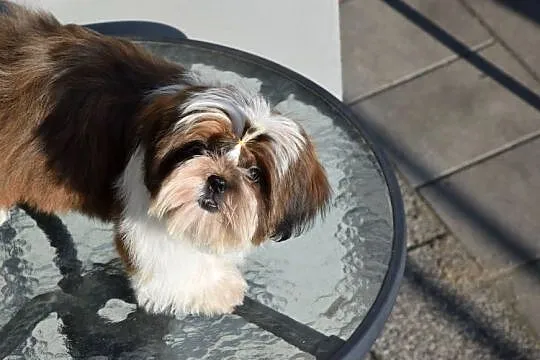 Pies Shih Tzu piękny szczeniak IMPERIAL, Opolskie, Kluczbork