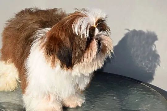 Pies Shih Tzu piękny szczeniak IMPERIAL, Opolskie, Kluczbork