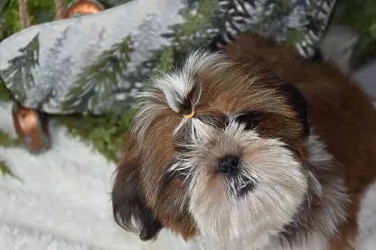 Pies Shih Tzu piękny szczeniak IMPERIAL, Opolskie, Kluczbork