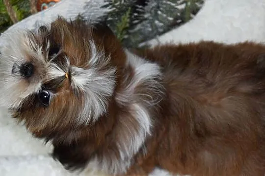 Pies Shih Tzu piękny szczeniak IMPERIAL, Opolskie, Kluczbork