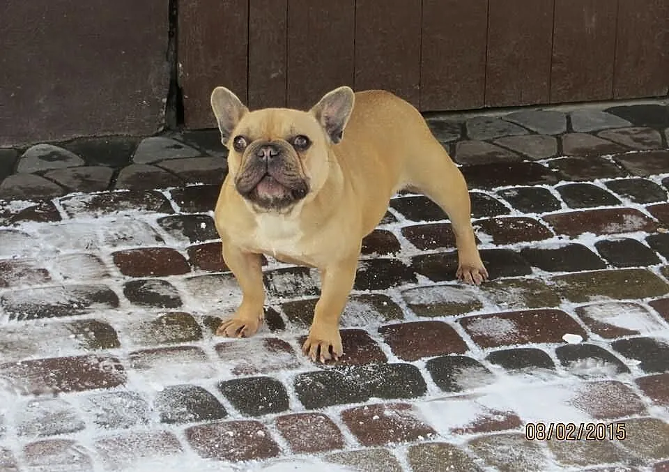 Buldog Francuski dorosła suka