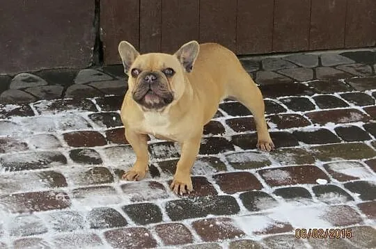 Buldog Francuski dorosła suka