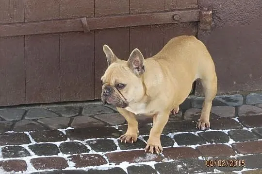 Buldog Francuski dorosła suka