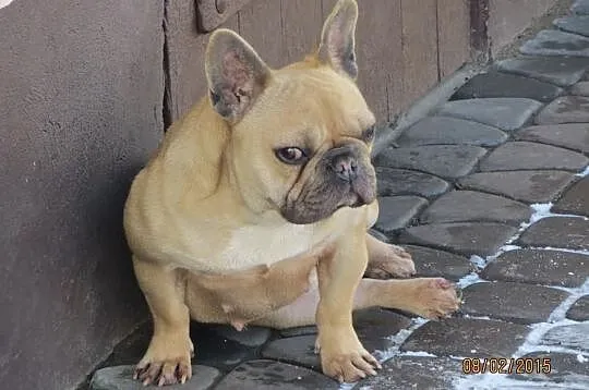 Buldog Francuski dorosła suka