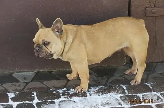 Buldog Francuski dorosła suka