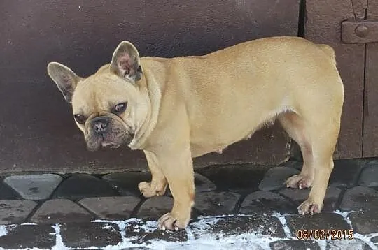 Buldog Francuski dorosła suka