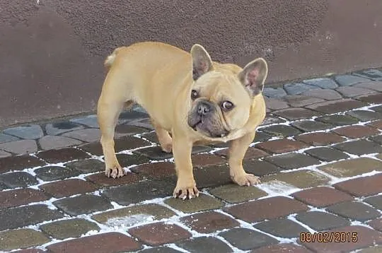 Buldog Francuski dorosła suka