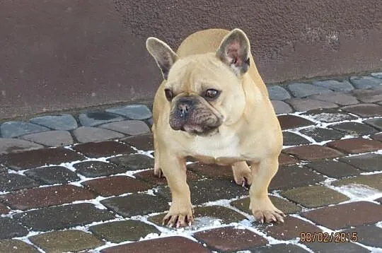 Buldog Francuski dorosła suka
