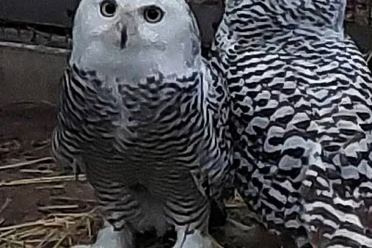 Sprzedam papugi., Wielkopolskie, Grodzisk Wielkopolski