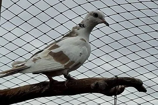 Cukrówka