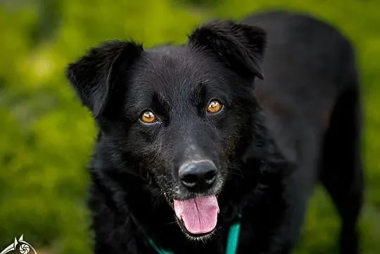 Młodziutki, piękny FUKS poleca się do adopcji!