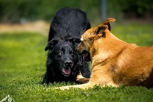 Młodziutki, piękny FUKS poleca się do adopcji!, , Wrocław