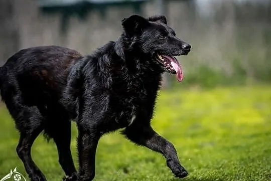 Młodziutki, piękny FUKS poleca się do adopcji!, , Wrocław