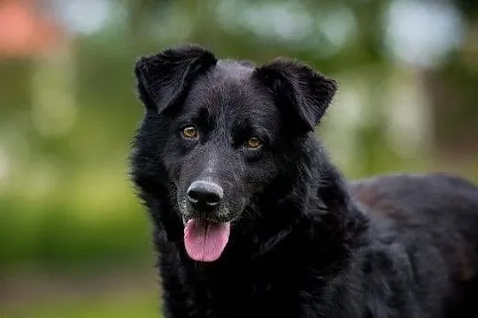 Młodziutki, piękny FUKS poleca się do adopcji!, , Wrocław