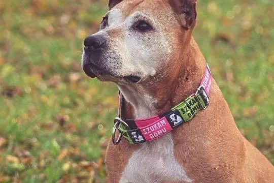 Spokojna, przyjazna Berta szuka najlepszego domu!
