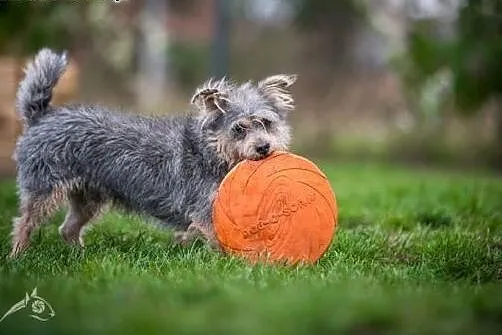 SCOOBY - cudaczek boski odpędzi wszelkie troski!, 
