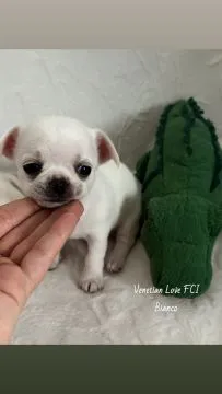 Przepiękny biały piesek chihuahua Venetian Love FCI Bianco, , Żnin 