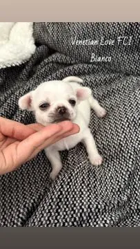 Przepiękny biały piesek chihuahua Venetian Love FCI Bianco, , Żnin 