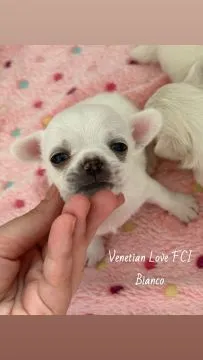 Przepiękny biały piesek chihuahua Venetian Love FCI Bianco