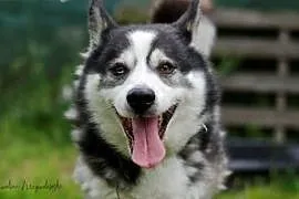 Przyjazny Zeus w typie rasy siberan husky szuka dobrego domu!, Kundelki cała Polska